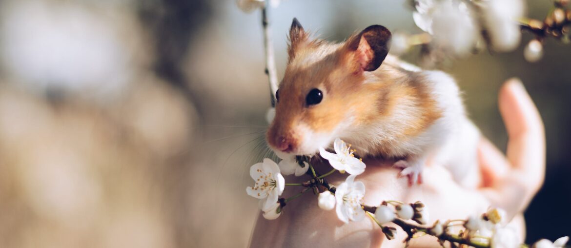 Photo by Juris Freidenfelds: https://www.pexels.com/photo/close-up-photo-of-hamster-on-hand-2013665/