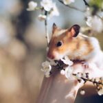 Photo by Juris Freidenfelds: https://www.pexels.com/photo/close-up-photo-of-hamster-on-hand-2013665/