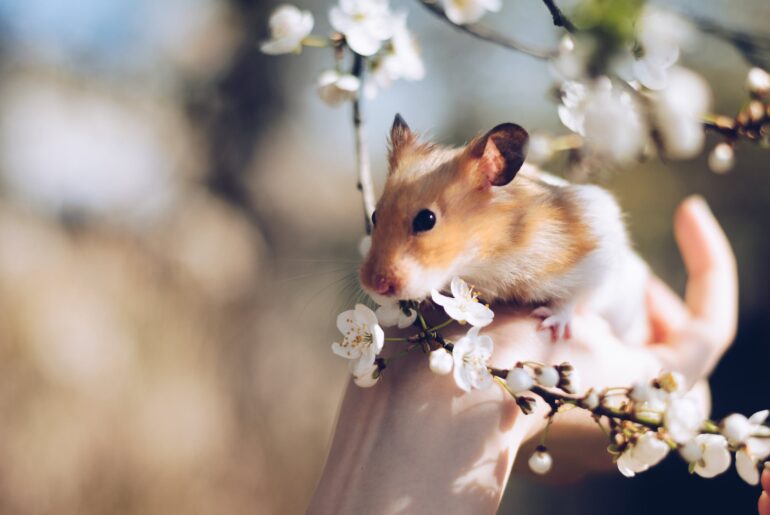 Photo by Juris Freidenfelds: https://www.pexels.com/photo/close-up-photo-of-hamster-on-hand-2013665/