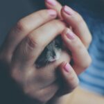 Photo by Rudolf Jakkel: https://www.pexels.com/photo/close-up-of-woman-holding-a-hamster-325490/