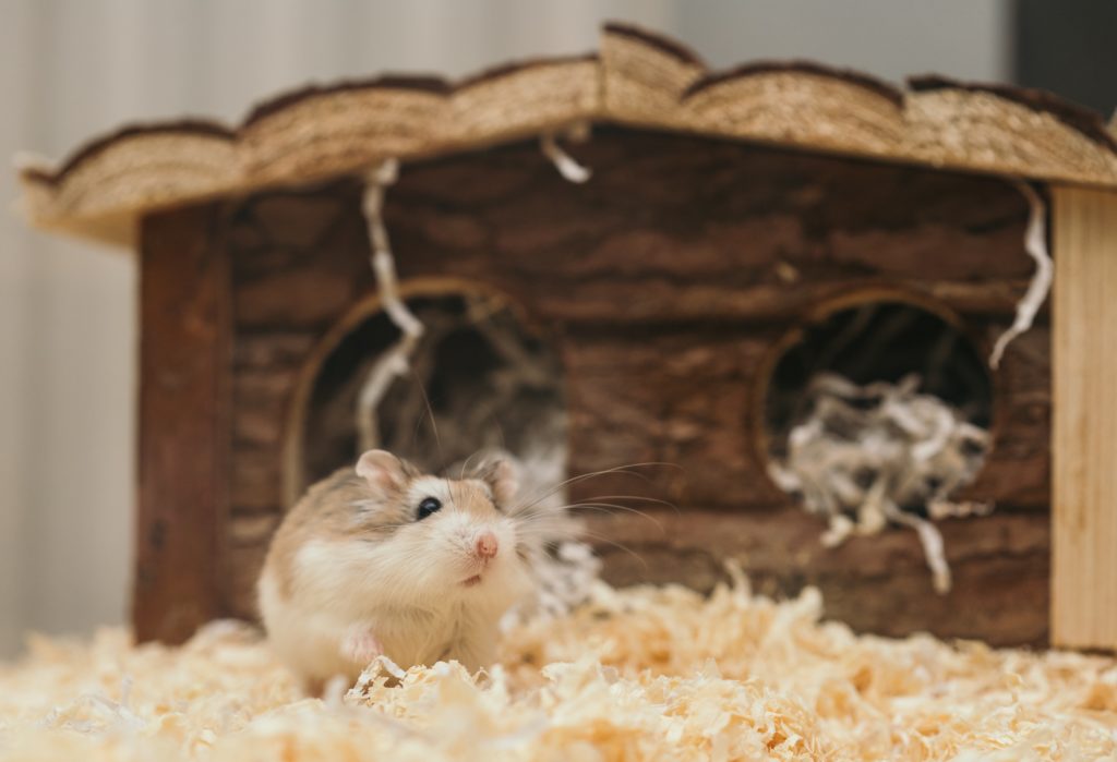 Photo by Ellie Burgin: https://www.pexels.com/photo/macro-photography-of-mouse-near-brown-wooden-cage-3362697/