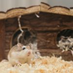 Photo by Ellie Burgin: https://www.pexels.com/photo/macro-photography-of-mouse-near-brown-wooden-cage-3362697/