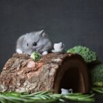 Photo by Tetyana Kovyrina: https://www.pexels.com/photo/close-up-photography-of-hamster-3586056/